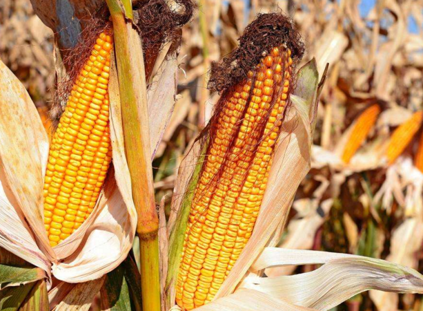 玉米供求關(guān)系影響著價格，2022年我國玉米播種面積和產(chǎn)量或?qū)⒊掷m(xù)增加(圖4)