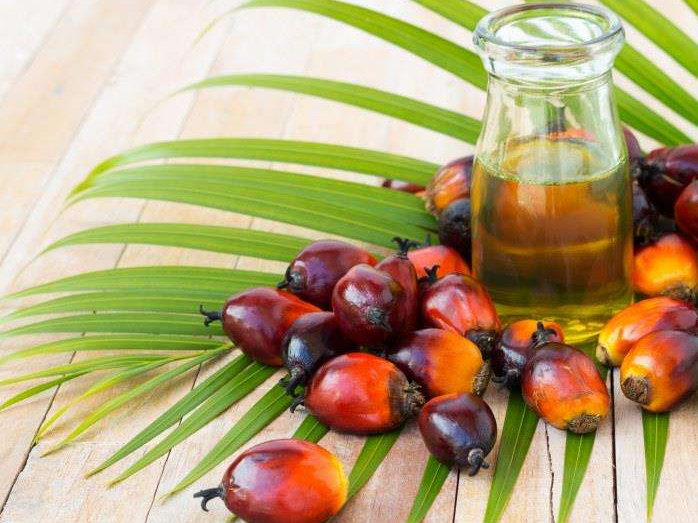 如何投資建設(shè)棕櫚油加工廠？企鵝糧油機(jī)械在線為您答疑解惑(圖1)