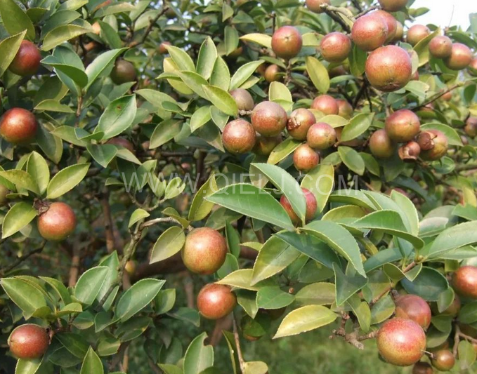 茶籽油壓榨設(shè)備認(rèn)準(zhǔn)企鵝機(jī)械，性能穩(wěn)定操作便利(圖1)